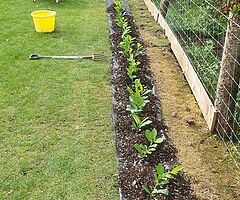 Laurel Hedging - Image 3/10