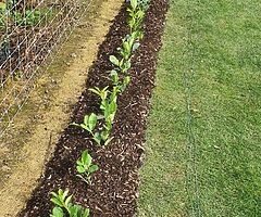Laurel Hedging - Image 4/10