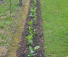 Laurel Hedging - Image 5/10