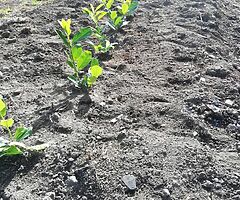 Laurel Hedging - Image 6/10