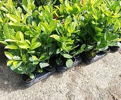 Laurel Hedging - Image 7/10