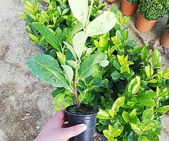 Laurel Hedging - Image 8/10