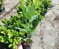 Laurel Hedging - Image 9/10