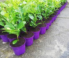 Laurel Hedging - Image 10/10