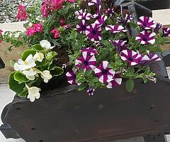 Wheelbarrows - Image 4/4