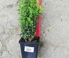 Box Hedging - Image 6/6