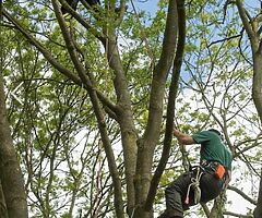 Tree surgery and removal