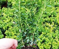 Box Hedging