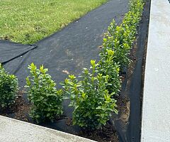 Box Hedging