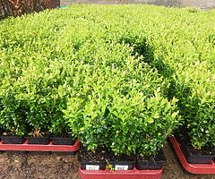 Box Hedging - Image 5/5
