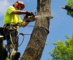 All Green Gardening services