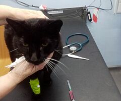 Motor bike trousers - Image 4/5