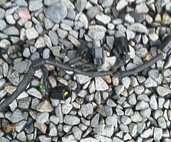 03 r6 wire loom complete - Image 5/10