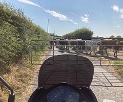 2003 Honda Transalp 650 Xl - Image 4/10