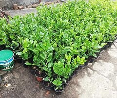 Laurel Hedging - Image 4/10