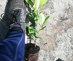 Laurel Hedging