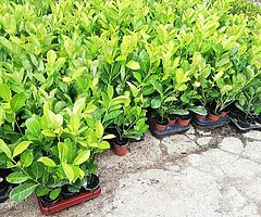 Laurel Hedging - Image 7/10