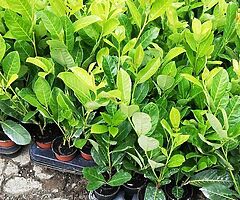 Laurel Hedging - Image 8/10