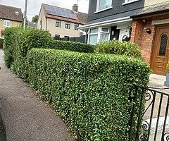 Power washing pubbish dumpped gardens cut hedges cut