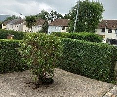Power washing pubbish dumpped gardens cut hedges cut - Image 4/10