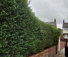 Power washing pubbish dumpped gardens cut hedges cut - Image 10/10