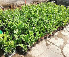 Laurel Hedging