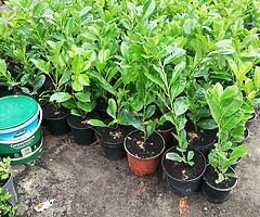 Laurel Hedging - Image 3/10