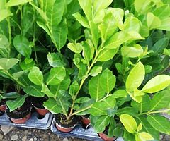 Laurel Hedging - Image 5/10