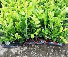 Laurel Hedging - Image 6/10