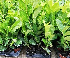 Laurel Hedging - Image 9/10