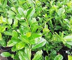 Laurel Hedging - Image 10/10