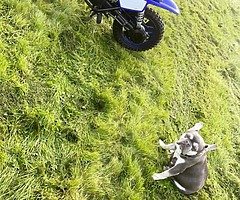 2019 Yamaha PW - Image 4/5