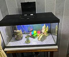 Fish tank