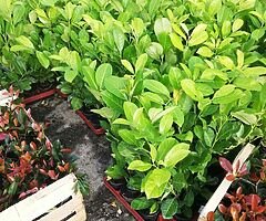 Laurel Hedging