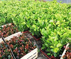 Laurel Hedging