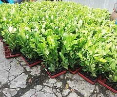 Laurel Hedging - Image 3/10