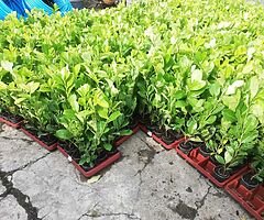 Laurel Hedging - Image 4/10