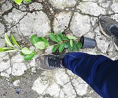 Laurel Hedging - Image 5/10