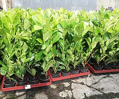 Laurel Hedging - Image 6/10