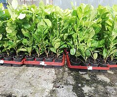 Laurel Hedging - Image 7/10