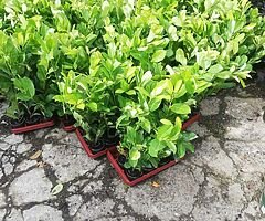 Laurel Hedging - Image 8/10