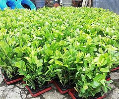 Laurel Hedging - Image 9/10