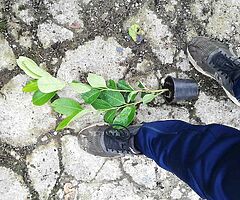 Laurel Hedging - Image 10/10