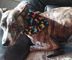 Stall 583 Sewing for dogs