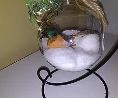 Christmas glass baubles,, robins and angels!! - Image 7/9