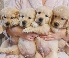 Cachorros de