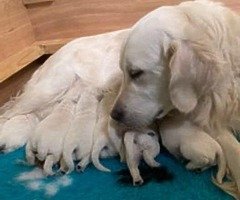 Cachorros de