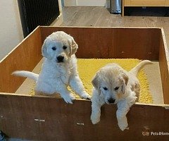Cachorros de - Image 3/3