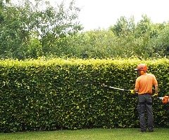 Landscape and tree surgery services!!!!