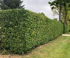 Landscape and tree surgery services!!!!